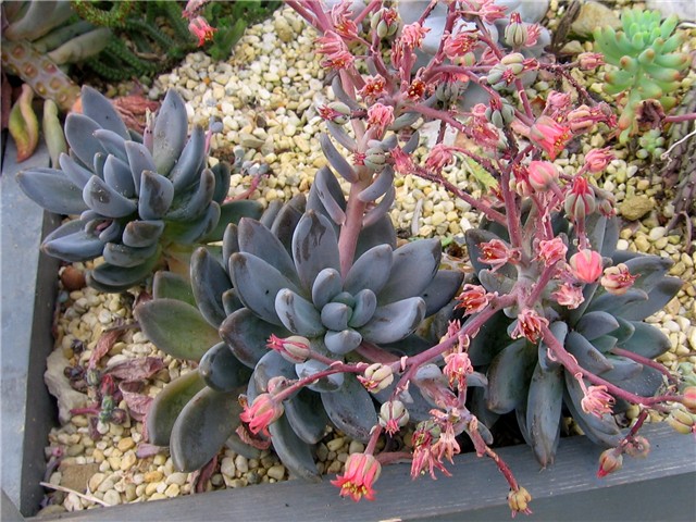 Echeveria